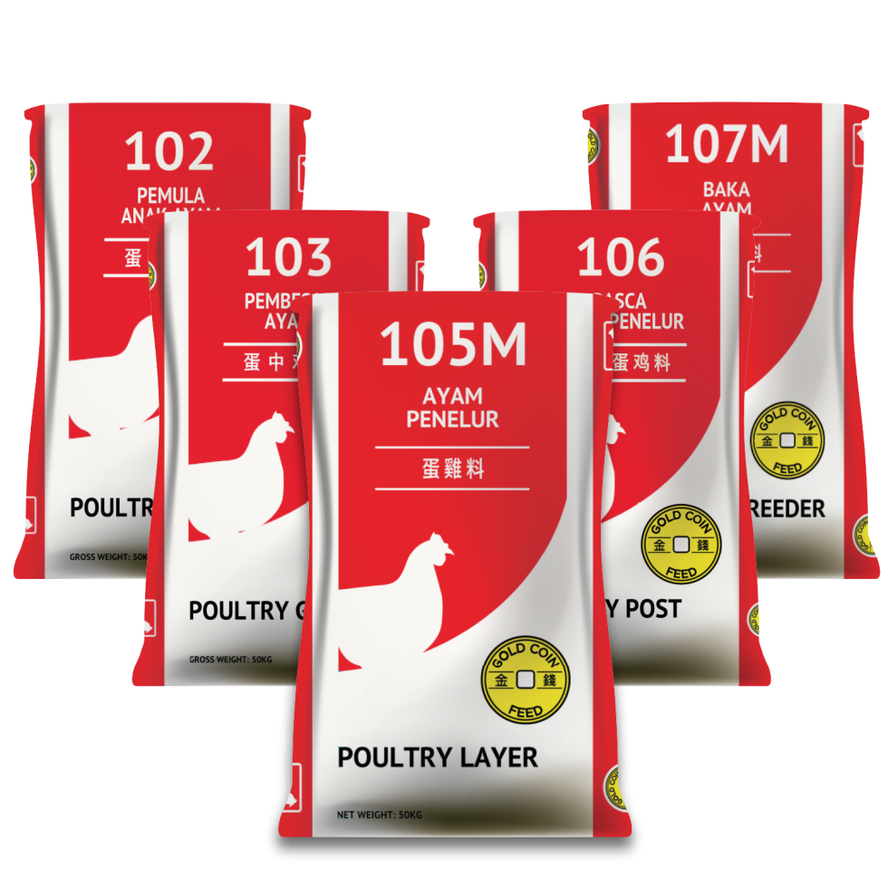 Poultry Layer Feeds | Gold Coin Feeds