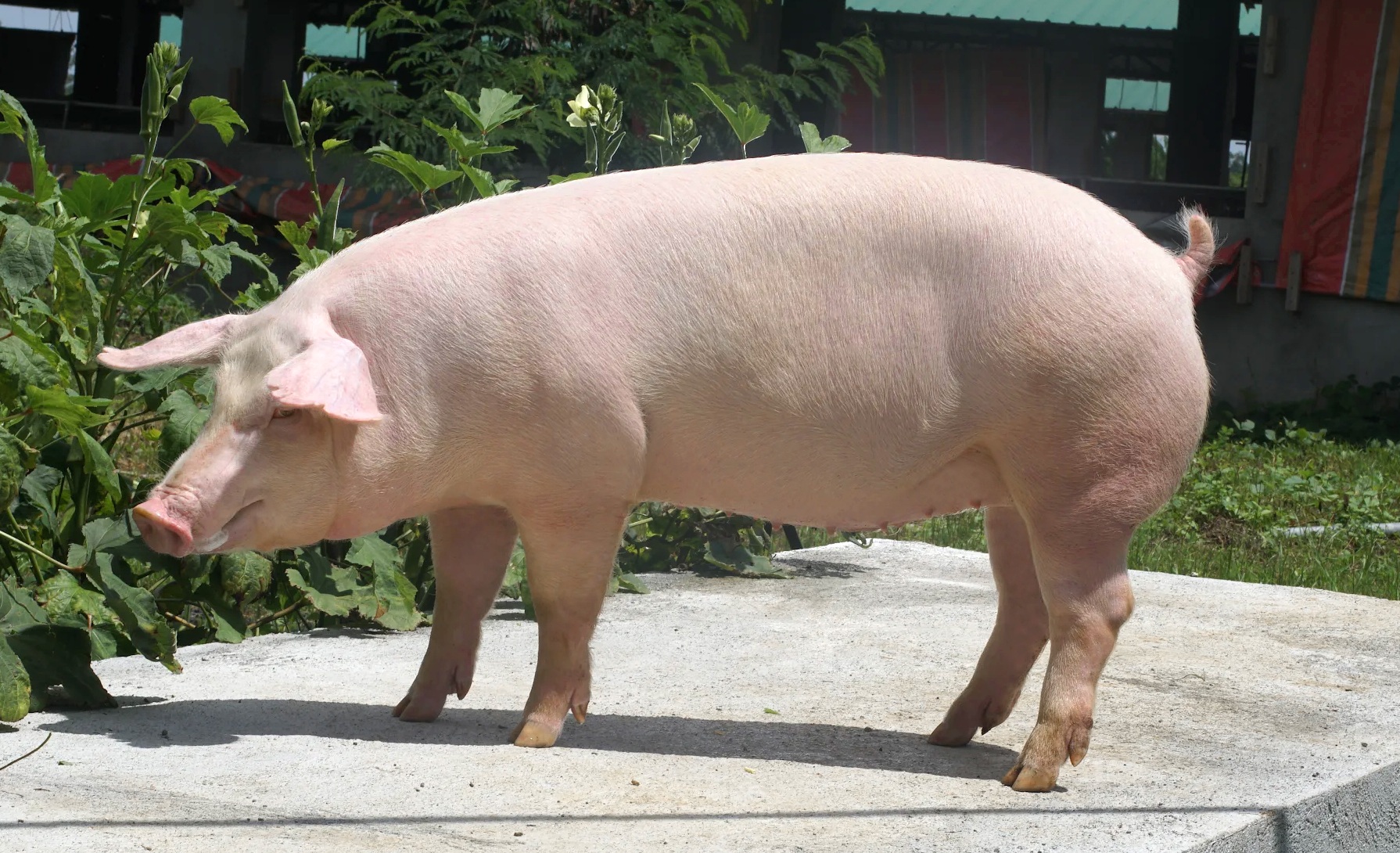 Gilt (young female pig) in farm