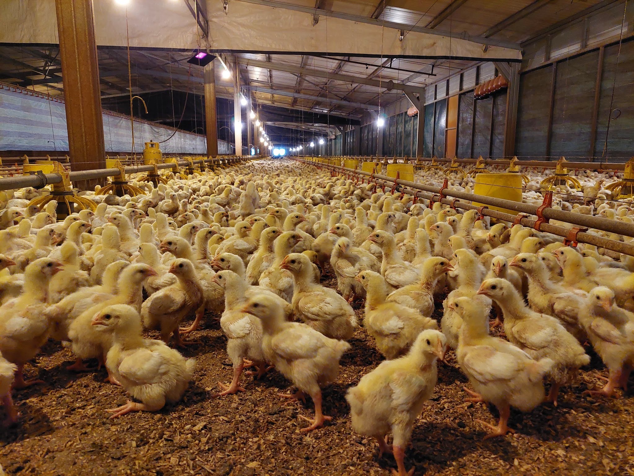 Sing Lian Keong Farm Partnership with Gold Coin Feeds Malaysia